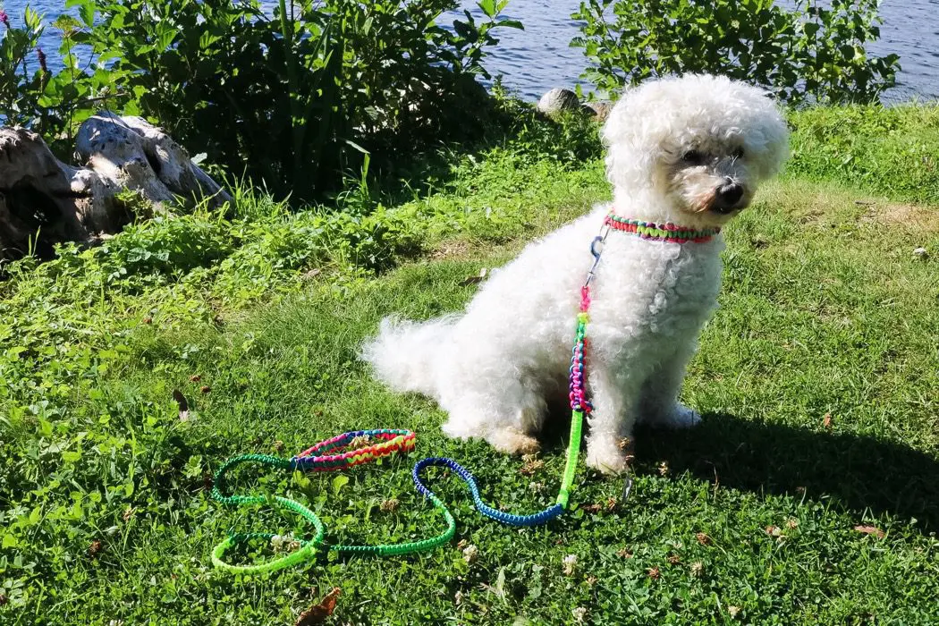 Diy: Hundkoppel