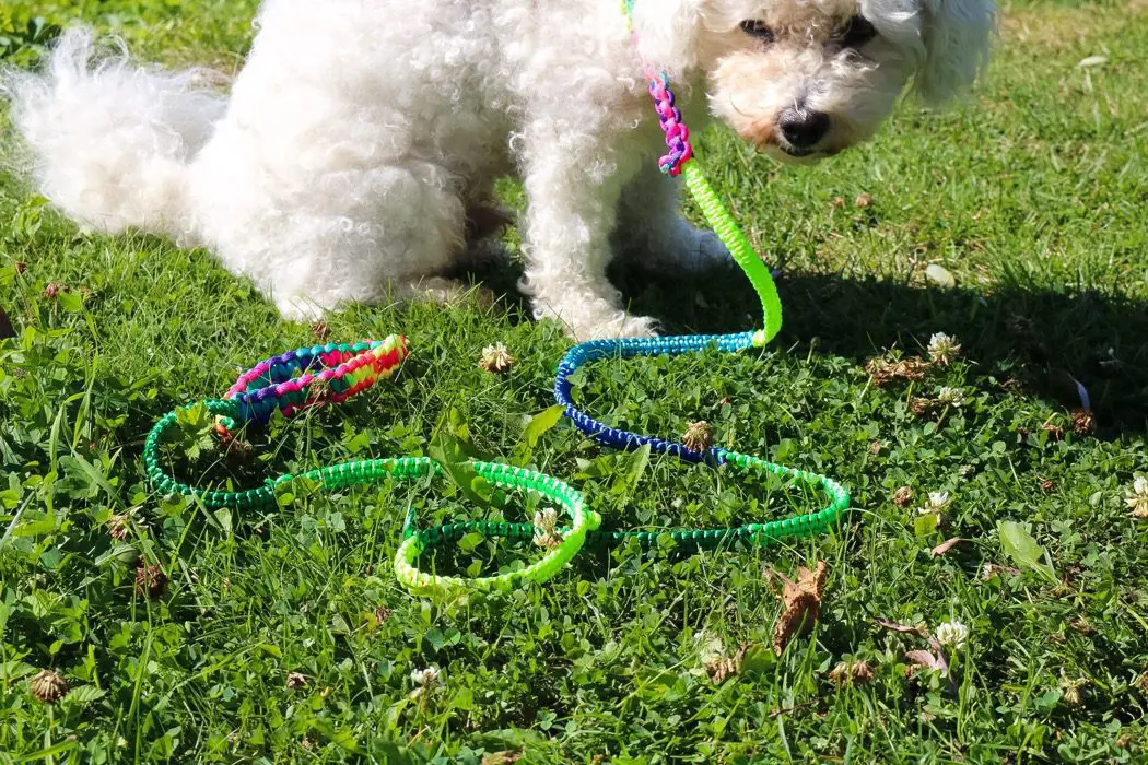 Diy: hundkoppel